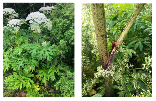 GH – Flower, Leaf, Stem and Branching